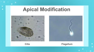 GenBio1W2L1 Cell Types and Cell Modification.pptx