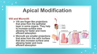 GenBio1W2L1 Cell Types and Cell Modification.pptx