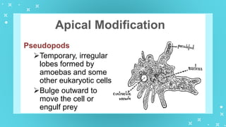 GenBio1W2L1 Cell Types and Cell Modification.pptx
