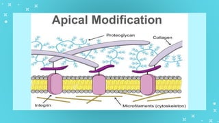 GenBio1W2L1 Cell Types and Cell Modification.pptx