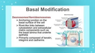 GenBio1W2L1 Cell Types and Cell Modification.pptx