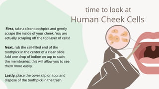 Toothpick Inside Ac GENeral BIOlogy 2 LESSON 1 quarter 1.pptx