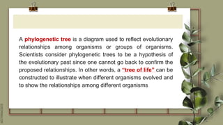 SLIDESMANIA.COM
A phylogenetic tree is a diagram used to reflect evolutionary
relationships among organisms or groups of organisms.
Scientists consider phylogenetic trees to be a hypothesis of
the evolutionary past since one cannot go back to confirm the
proposed relationships. In other words, a “tree of life” can be
constructed to illustrate when different organisms evolved and
to show the relationships among different organisms
 