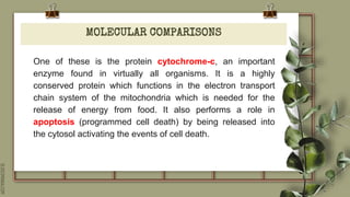 SLIDESMANIA.COM
MOLECULAR COMPARISONS
One of these is the protein cytochrome-c, an important
enzyme found in virtually all organisms. It is a highly
conserved protein which functions in the electron transport
chain system of the mitochondria which is needed for the
release of energy from food. It also performs a role in
apoptosis (programmed cell death) by being released into
the cytosol activating the events of cell death.
 