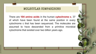 SLIDESMANIA.COM
MOLECULAR COMPARISONS
There are 104 amino acids in the human cytochrome c, 37
of which have been found at the same position in every
cytochrome c that has been sequenced. The molecules are
assumed to have descended from a primitive microbial
cytochrome that existed over two billion years ago.
 