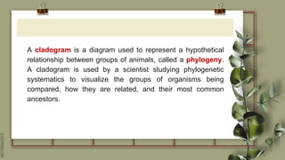 SLIDESMANIA.COM
A cladogram is a diagram used to represent a hypothetical
relationship between groups of animals, called a phylogeny.
A cladogram is used by a scientist studying phylogenetic
systematics to visualize the groups of organisms being
compared, how they are related, and their most common
ancestors.
 