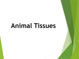 Animal Tissues
 