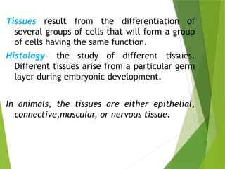 Tissues result from the differentiation of
several groups of cells that will form a group
of cells having the same function.
Histology- the study of different tissues.
Different tissues arise from a particular germ
layer during embryonic development.
In animals, the tissues are either epithelial,
connective,muscular, or nervous tissue.
 
