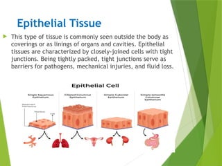 Epithelial Tissue
 This type of tissue is commonly seen outside the body as
coverings or as linings of organs and cavities. Epithelial
tissues are characterized by closely-joined cells with tight
junctions. Being tightly packed, tight junctions serve as
barriers for pathogens, mechanical injuries, and fluid loss.
 