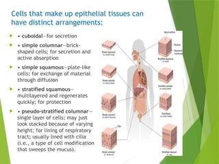 Cells that make up epithelial tissues can
have distinct arrangements:
 • cuboidal—for secretion
 • simple columnar—brick-
shaped cells; for secretion and
active absorption
 • simple squamous—plate-like
cells; for exchange of material
through diffusion
 • stratified squamous—
multilayered and regenerates
quickly; for protection
 • pseudo-stratified columnar—
single layer of cells; may just
look stacked because of varying
height; for lining of respiratory
tract; usually lined with cilia
(i.e., a type of cell modification
that sweeps the mucus).
 