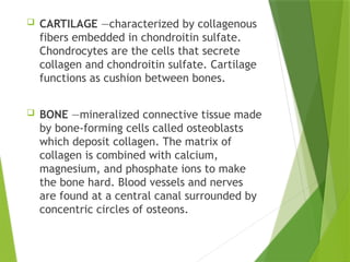  CARTILAGE —characterized by collagenous
fibers embedded in chondroitin sulfate.
Chondrocytes are the cells that secrete
collagen and chondroitin sulfate. Cartilage
functions as cushion between bones.
 BONE —mineralized connective tissue made
by bone-forming cells called osteoblasts
which deposit collagen. The matrix of
collagen is combined with calcium,
magnesium, and phosphate ions to make
the bone hard. Blood vessels and nerves
are found at a central canal surrounded by
concentric circles of osteons.
 