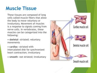 Muscle Tissue
These tissues are composed of long
cells called muscle fibers that allow
the body to move voluntary or
involuntary. Movement of muscles
is a response to signals coming from
nerve cells. In vertebrates, these
muscles can be categorized into the
following:
• skeletal—striated; voluntary
movements
• cardiac—striated with
intercalated disk for synchronized
heart contraction; involuntary
• smooth—not striated; involuntary
 