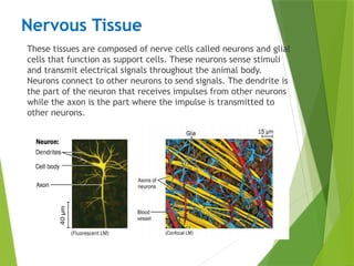 Nervous Tissue
These tissues are composed of nerve cells called neurons and glial
cells that function as support cells. These neurons sense stimuli
and transmit electrical signals throughout the animal body.
Neurons connect to other neurons to send signals. The dendrite is
the part of the neuron that receives impulses from other neurons
while the axon is the part where the impulse is transmitted to
other neurons.
 