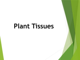 Plant Tissues
 