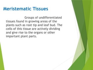 Meristematic Tissues
Groups of undifferentiated
tissues found in growing areas of the
plants such as root tip and leaf bud. The
cells of this tissue are actively dividing
and give rise to the organs or other
important plant parts.
 