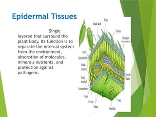 Epidermal Tissues
Single
layered that surround the
plant body. Its function is to
separate the internal system
from the environment,
absorption of molecules,
minerals nutrients, and
protection against
pathogens.
 