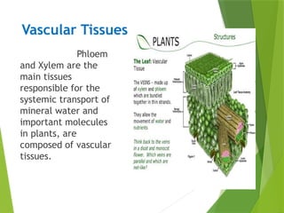 Vascular Tissues
Phloem
and Xylem are the
main tissues
responsible for the
systemic transport of
mineral water and
important molecules
in plants, are
composed of vascular
tissues.
 