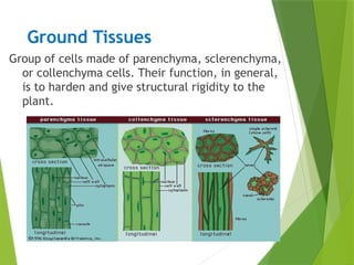 Ground Tissues
Group of cells made of parenchyma, sclerenchyma,
or collenchyma cells. Their function, in general,
is to harden and give structural rigidity to the
plant.
 
