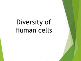 Diversity of
Human cells
 