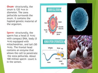 Ovum- structurally, the
ovum is 120 m in
diameter. The zona
pellucida surrounds the
ovum. It contains the
haploid genetic material of
the organism.
Sperm- structurally, the
sperm has a head (5 m)
with compact DNA, body (5
m) equipped with
mitochondrion, and tail (50
m). The frontal head
contains an enzyme that
allows the cell to penetrate
the zona pellucida. About
100 million sperm count is
in the semen.
 