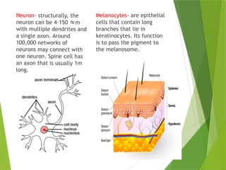 Neuron- structurally, the
neuron can be 4-150 m
with multiple dendrites and
a single axon. Around
100,000 networks of
neurons may connect with
one neuron. Spine cell has
an axon that is usually 1m
long.
Melanocytes- are epithelial
cells that contain long
branches that lie in
keratinocytes. Its function
is to pass the pigment to
the melanosome.
 