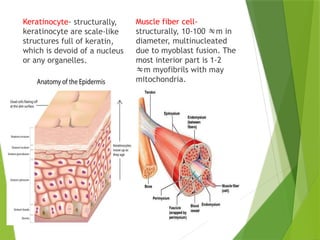 Keratinocyte- structurally,
keratinocyte are scale-like
structures full of keratin,
which is devoid of a nucleus
or any organelles.
Muscle fiber cell-
structurally, 10-100 m in
diameter, multinucleated
due to myoblast fusion. The
most interior part is 1-2
m myofibrils with may
mitochondria.
 