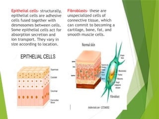 Epithelial cells- structurally,
epithelial cells are adhesive
cells fused together with
desmosomes between cells.
Some epithelial cells act for
absorption secretion and
ion transport. They vary in
size according to location.
Fibroblasts- these are
unspecialized cells of
connective tissue, which
can commit to becoming a
cartilage, bone, fat, and
smooth muscle cells.
 