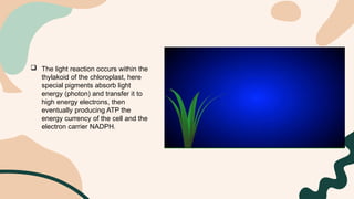 Gen bio: THE CALVIN CYCLE DARK REACTION.pptx