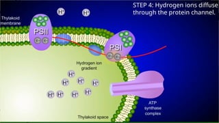 Gen bio: THE CALVIN CYCLE DARK REACTION.pptx
