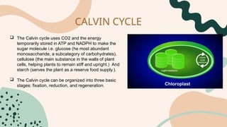 Gen bio: THE CALVIN CYCLE DARK REACTION.pptx