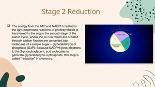 Gen bio: THE CALVIN CYCLE DARK REACTION.pptx