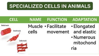 CELL NAME FUNCTION ADAPTATION
Muscle
cells
• Facilitate
movement
• Elongated
and elastic
• Numerous
mitochond
ria
SPECIALIZED CELLS IN ANIMALS
 