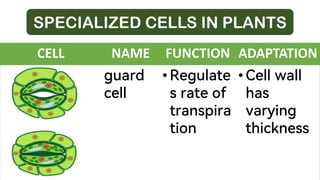 SPECIALIZED CELLS IN PLANTS
CELL NAME FUNCTION ADAPTATION
guard
cell
• Regulate
s rate of
transpira
tion
• Cell wall
has
varying
thickness
 