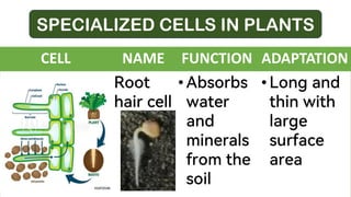 SPECIALIZED CELLS IN PLANTS
CELL NAME FUNCTION ADAPTATION
Root
hair cell
• Absorbs
water
and
minerals
from the
soil
• Long and
thin with
large
surface
area
 