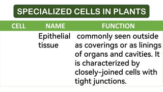 SPECIALIZED CELLS IN PLANTS
CELL NAME FUNCTION
Epithelial
tissue
commonly seen outside
as coverings or as linings
of organs and cavities. It
is characterized by
closely-joined cells with
tight junctions.
 