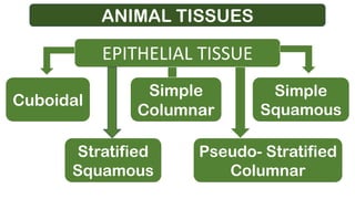 ANIMAL TISSUES
EPITHELIAL TISSUE
Cuboidal
Simple
Columnar
Simple
Squamous
Stratified
Squamous
Pseudo- Stratified
Columnar
 