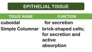 EPITHELIAL TISSUE
TISSUE NAME FUNCTION
cuboidal for secretion
Simple Columnar brick-shaped cells;
for secretion and
active
absorption
 