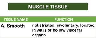 MUSCLE TISSUE
TISSUE NAME FUNCTION
A. Smooth not striated; involuntary, located
in walls of hollow visceral
organs
 