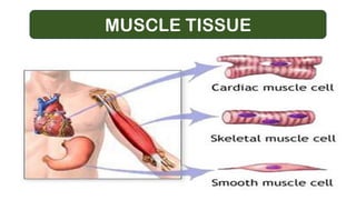 MUSCLE TISSUE
 