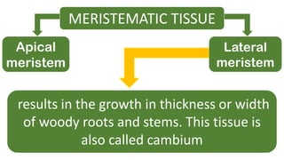 MERISTEMATIC TISSUE
Apical
meristem
Lateral
meristem
results in the growth in thickness or width
of woody roots and stems. This tissue is
also called cambium
 