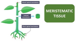 MERISTEMATIC
TISSUE
 