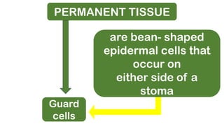 PERMANENT TISSUE
Guard
cells
are bean- shaped
epidermal cells that
occur on
either side of a
stoma
 