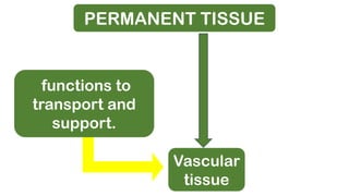 PERMANENT TISSUE
Vascular
tissue
functions to
transport and
support.
 