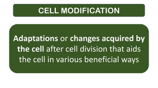 CELL MODIFICATION
Adaptations or changes acquired by
the cell after cell division that aids
the cell in various beneficial ways
 