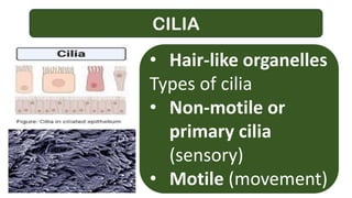 CILIA
• Hair-like organelles
Types of cilia
• Non-motile or
primary cilia
(sensory)
• Motile (movement)
 