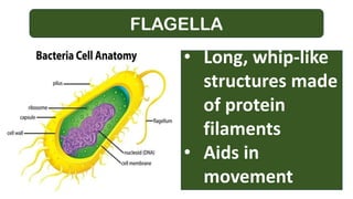 FLAGELLA
• Long, whip-like
structures made
of protein
filaments
• Aids in
movement
 