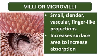 VILLI OR MICROVILLI
• Small, slender,
vascular, finger-like
projections
• Increases surface
area to increase
absorption
 