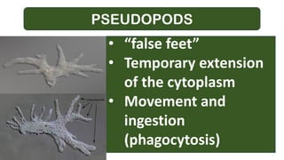 PSEUDOPODS
• “false feet”
• Temporary extension
of the cytoplasm
• Movement and
ingestion
(phagocytosis)
 