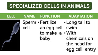 CELL NAME FUNCTION ADAPTATION
Sperm
cell
• Fertilize
an egg cell
to make a
baby
• Long tail to
swim
• With
chemicals on
the head for
egg cell entry
SPECIALIZED CELLS IN ANIMALS
 