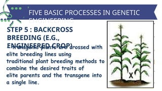 Engineered Breeding General biology: genetic engineering.pptx